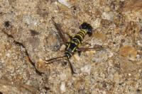 Synanthedon vespiformis