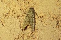 Diurnea fagella
