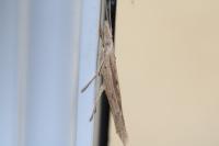 Ypsolopha mucronella