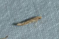 Pyroderces argyrogrammos