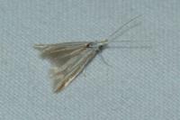 Coleophora