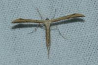 Emmelina monodactyla