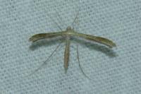 Stenoptilia
