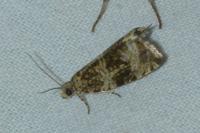 Celypha lacunana