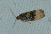 Hedya ochroleucana
