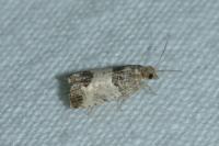 Spilonota ocellana