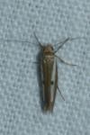 Parahyponomeuta egregiella