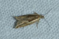 Ancylis apicella