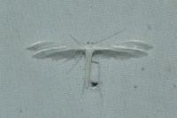 Pterophorus pentadactylus