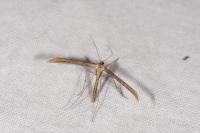 Emmelina monodactyla