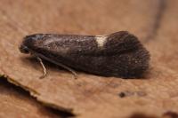 Lampronia morosa