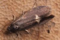 Lampronia morosa