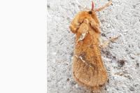 Triodia sylvina