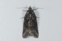 Cnephasia