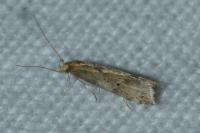 Brachmia blandella