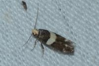 Recurvaria leucatella