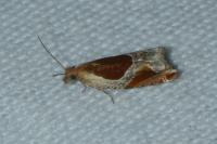 Ancylis unculana