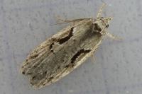 Semioscopis steinkellneriana