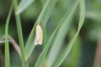 Agapeta hamana