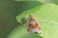 Archips crataegana