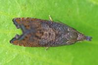 Dichrorampha plumbana