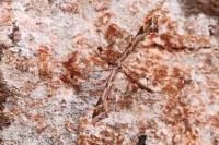 Amblyptilia acanthadactyla