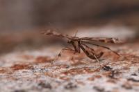 Amblyptilia acanthadactyla