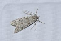 Diurnea fagella