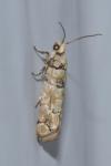 Pseudococcyx tessulatana