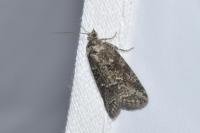 Cnephasia