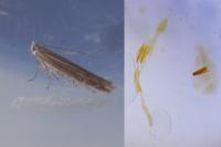 Isophrictis corsicella
