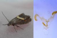 Dichrorampha petiverella