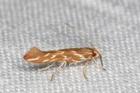Pyroderces argyrogrammos