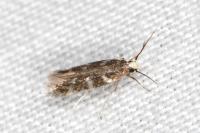 Oxypteryx wilkella