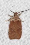 Agonopterix