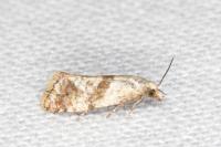 Cochylidia implicitana
