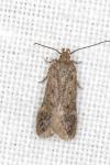 Bryotropha