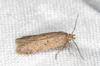 Bryotropha