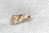Cochylidia implicitana