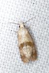 Cochylidia implicitana