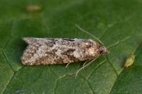 Cnephasia cupressivorana