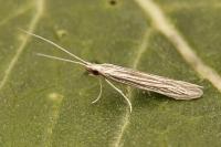 Coleophora calycotomella