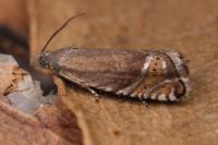 Grapholita gemmiferana