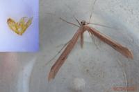 Emmelina monodactyla