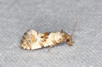Neocochylis molliculana