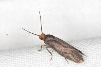 Cephimallota crassiflavella