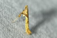 Caloptilia hemidactylella