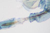 Caloptilia hemidactylella