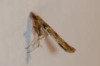 Caloptilia hemidactylella