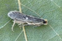 Monopis crocicapitella